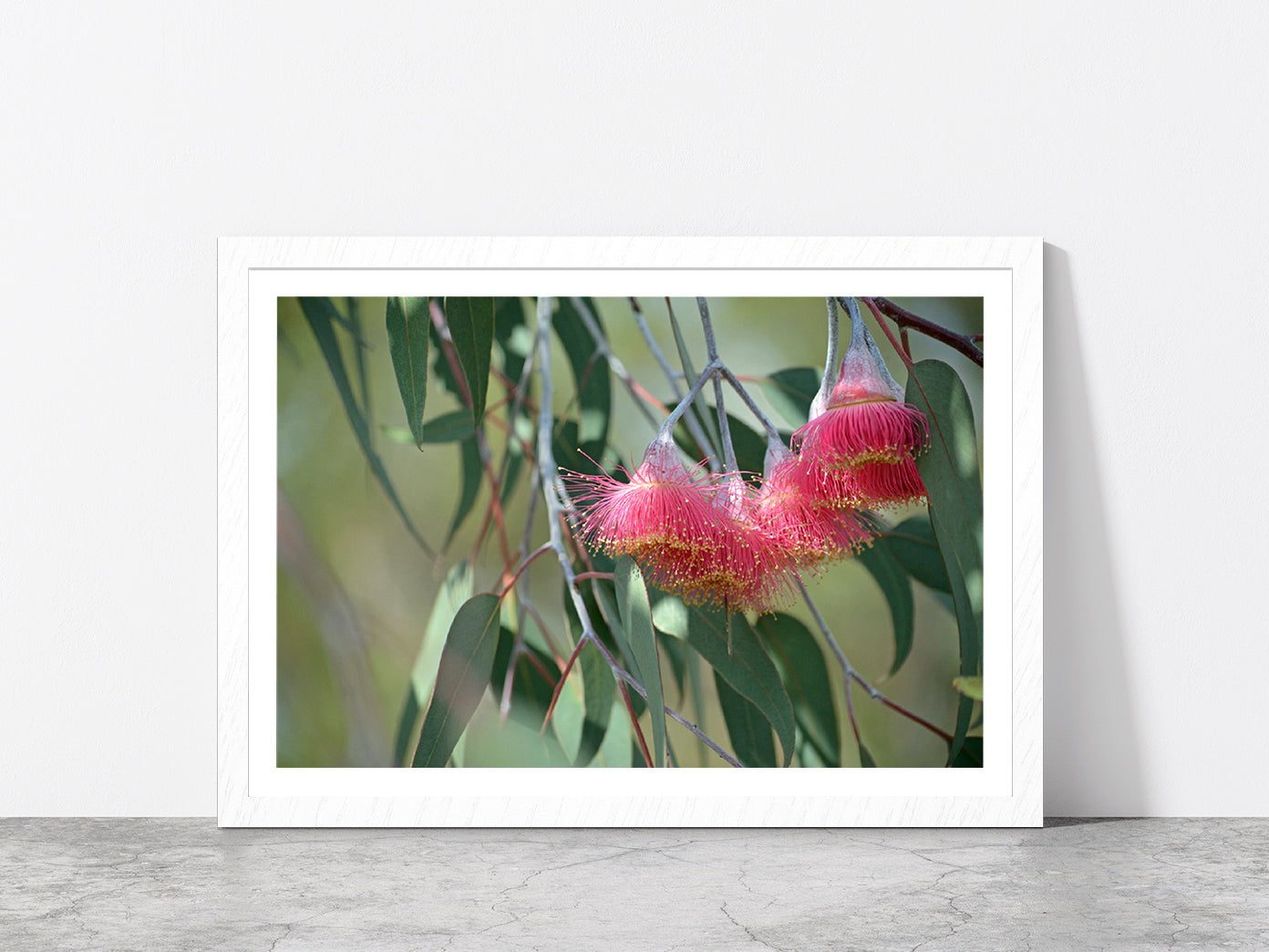 Pink Blossoms With Native Tree Glass Framed Wall Art, Ready to Hang Quality Print With White Border White