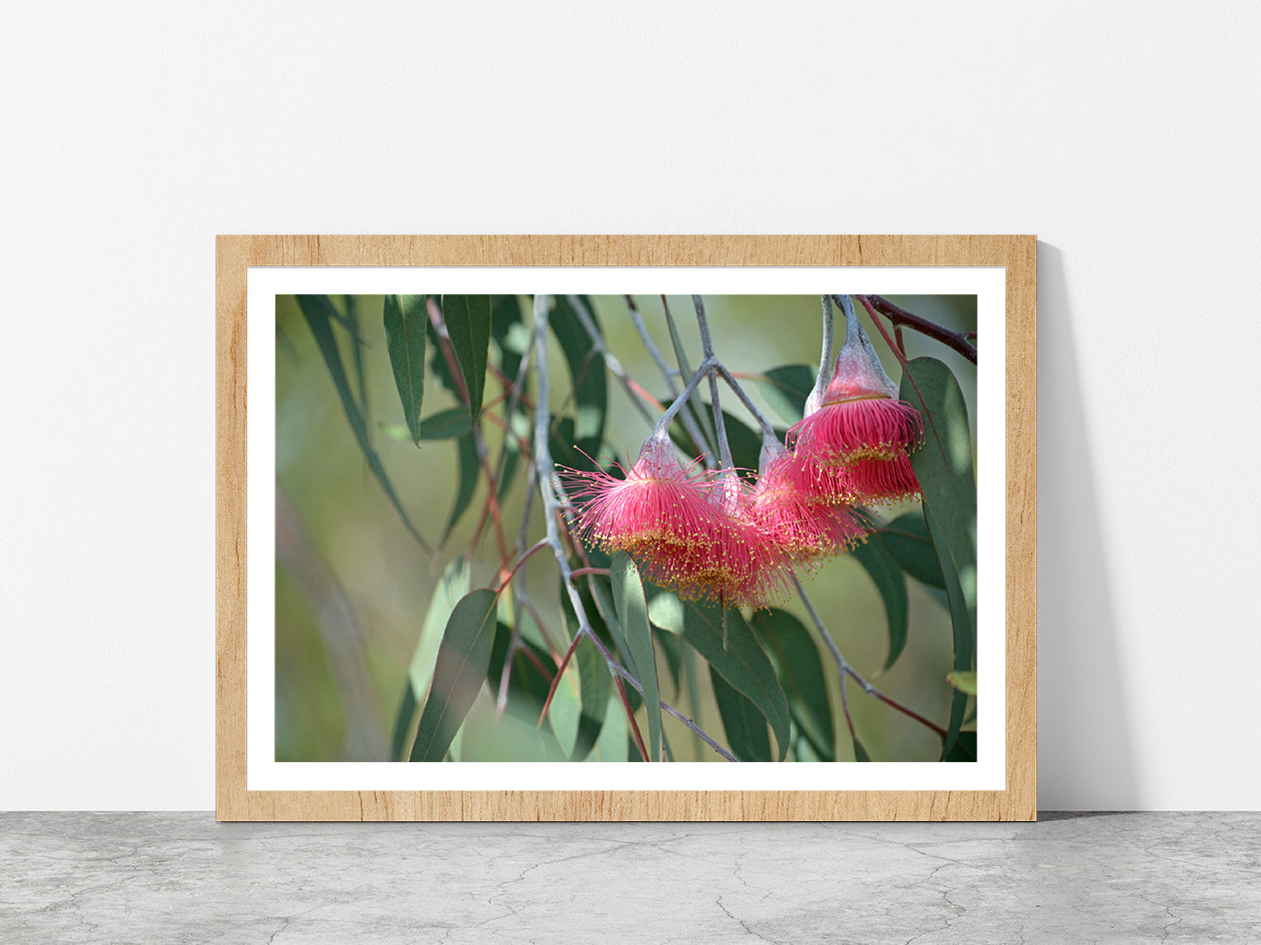 Pink Blossoms With Native Tree Glass Framed Wall Art, Ready to Hang Quality Print With White Border Oak