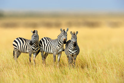 Herd of Zebras on Long Grass Land Home Decor Premium Quality Poster Print Choose Your Sizes