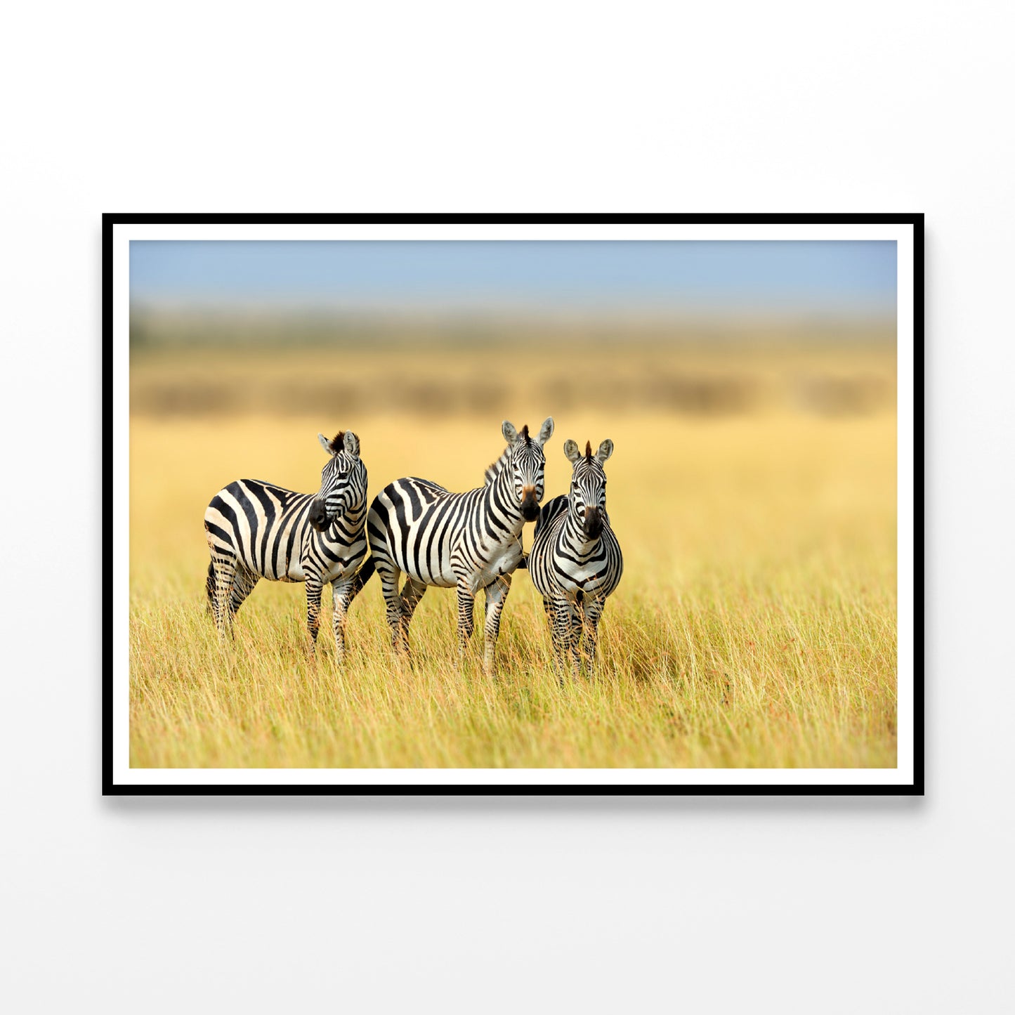 Herd of Zebras on Long Grass Land Home Decor Premium Quality Poster Print Choose Your Sizes