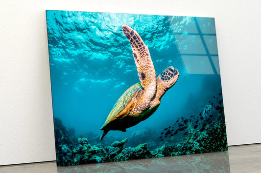 Graceful Swimming Sea Turtle Acrylic Glass Print Tempered Glass Wall Art 100% Made in Australia Ready to Hang