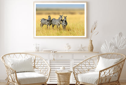 Herd of Zebras on Long Grass Land Home Decor Premium Quality Poster Print Choose Your Sizes