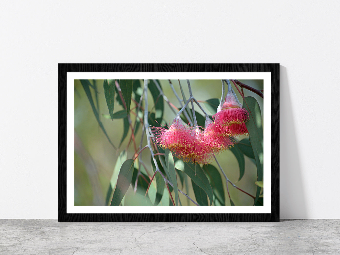 Pink Blossoms With Native Tree Glass Framed Wall Art, Ready to Hang Quality Print With White Border Black