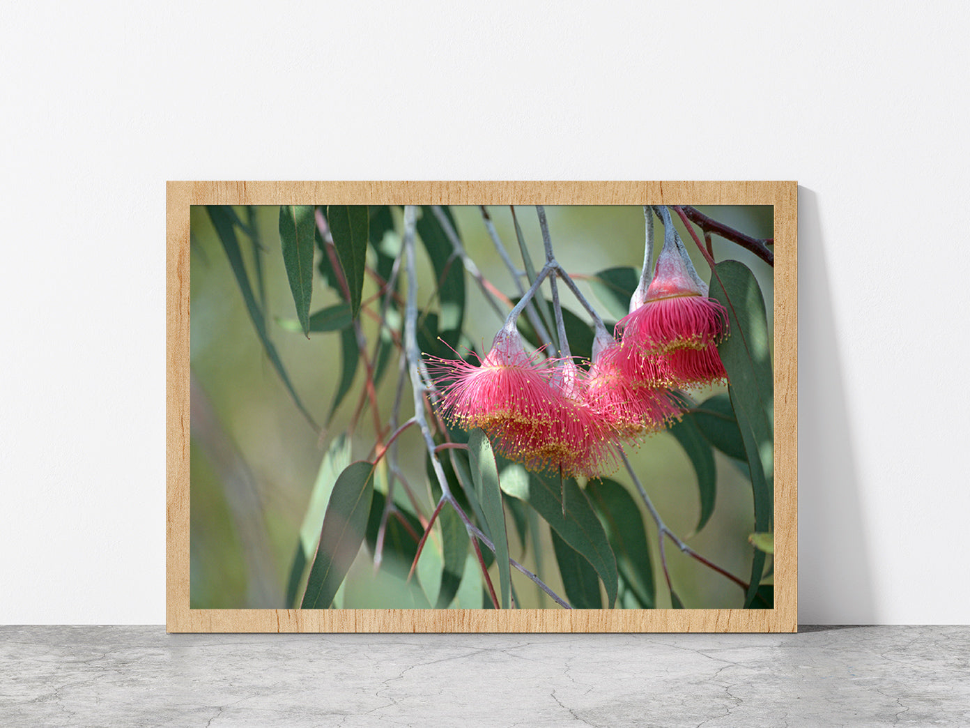 Pink Blossoms With Native Tree Glass Framed Wall Art, Ready to Hang Quality Print Without White Border Oak