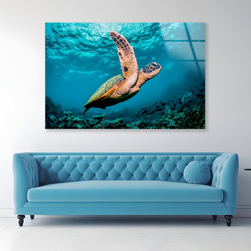 Graceful Swimming Sea Turtle Acrylic Glass Print Tempered Glass Wall Art 100% Made in Australia Ready to Hang