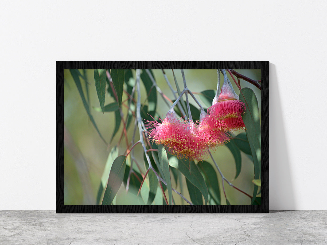 Pink Blossoms With Native Tree Glass Framed Wall Art, Ready to Hang Quality Print Without White Border Black