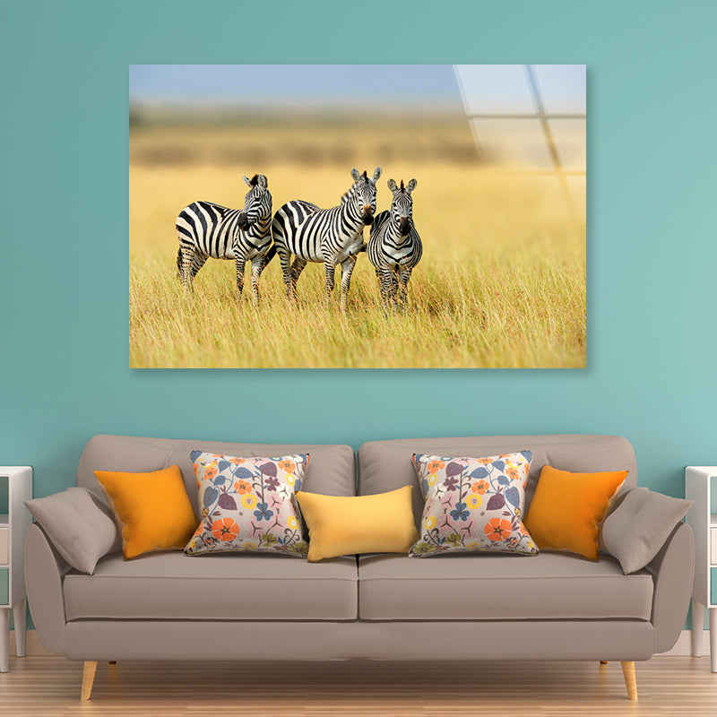 Herd of Zebras on Long Grass Land Acrylic Glass Print Tempered Glass Wall Art 100% Made in Australia Ready to Hang