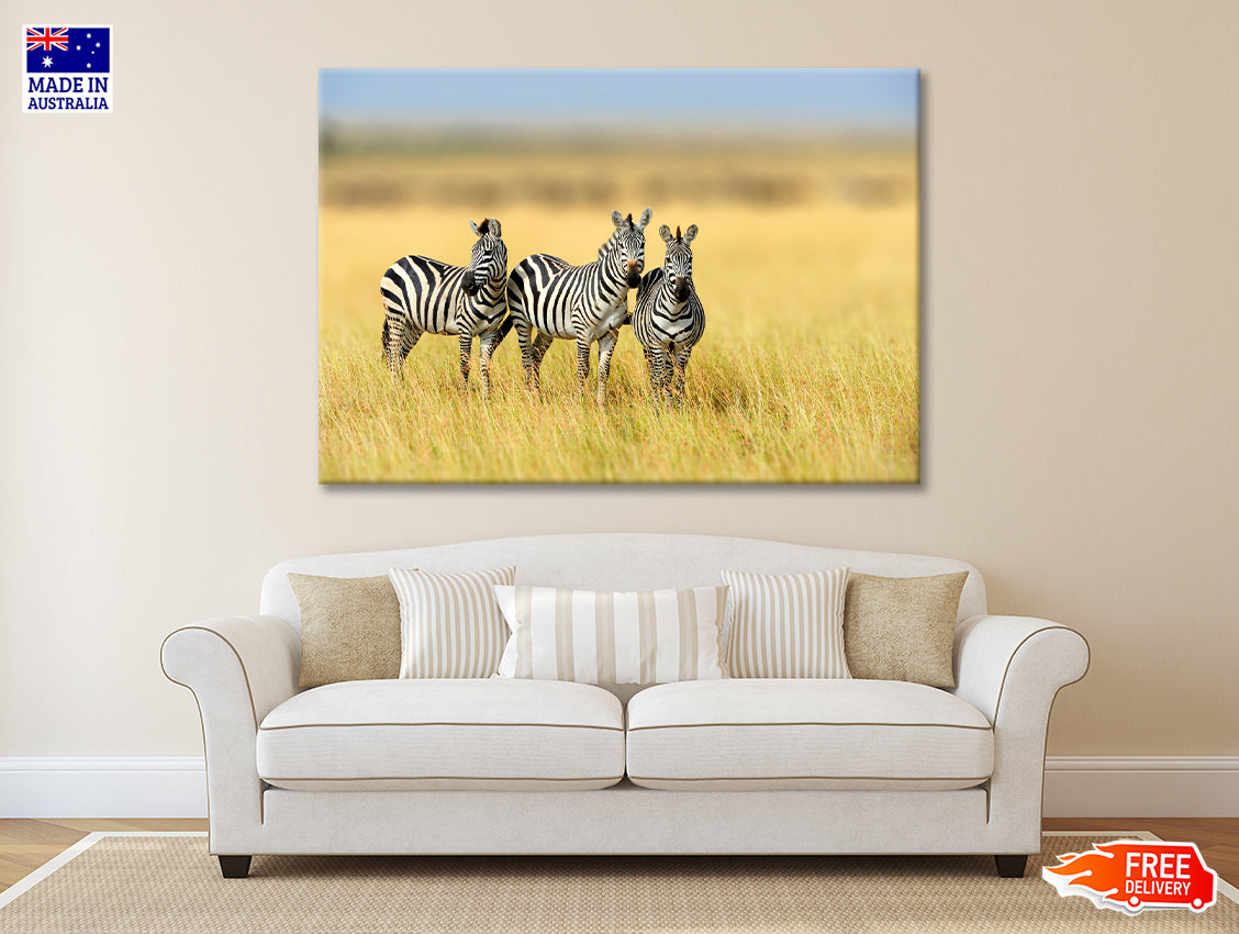 Herd of Zebras on Long Grass Land Print 100% Australian Made