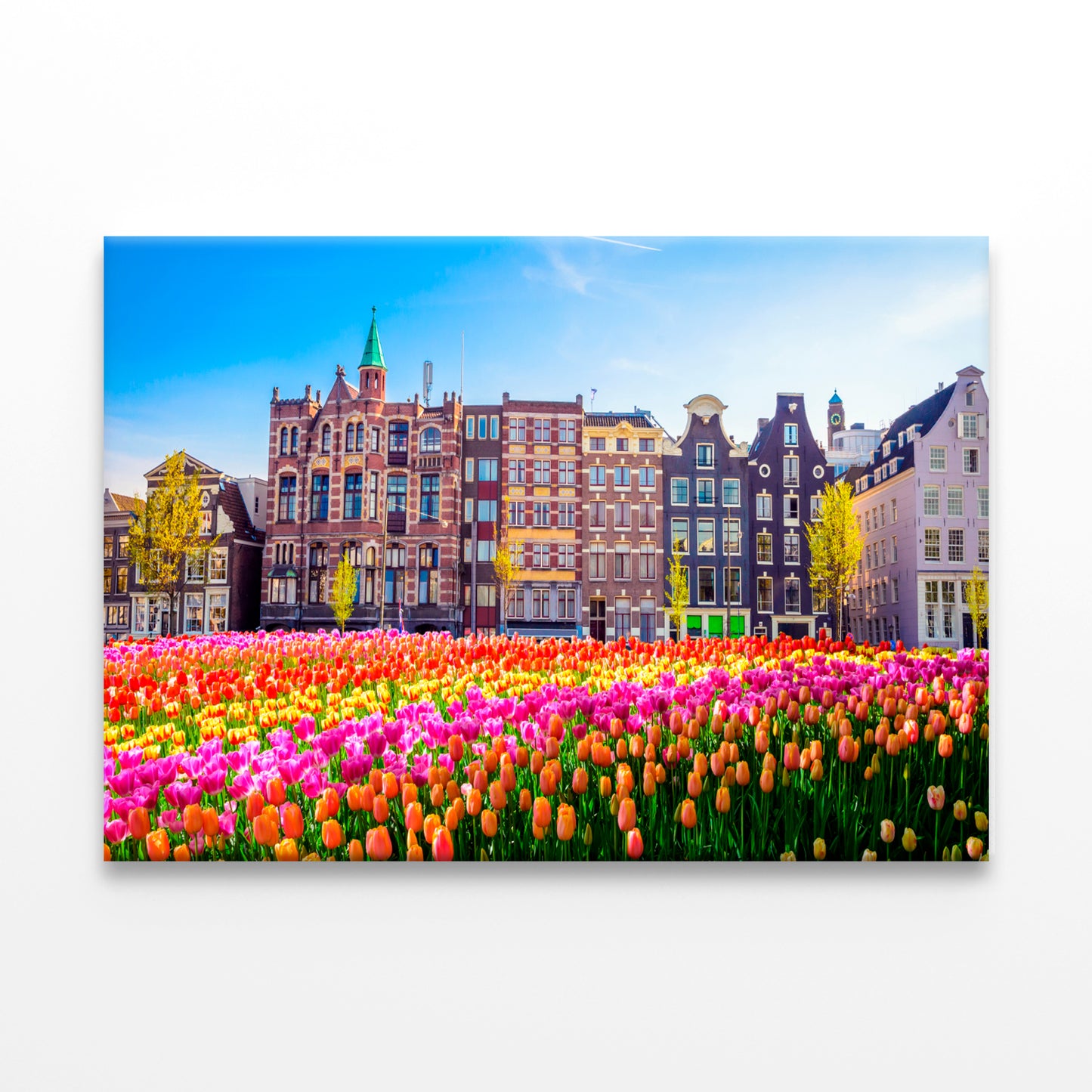 Buildings Tulips Amsterdam Wall Art Decor 100% Australian Made