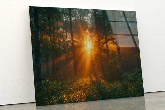 Sunlight Shining Through the Trees Acrylic Glass Print Tempered Glass Wall Art 100% Made in Australia Ready to Hang