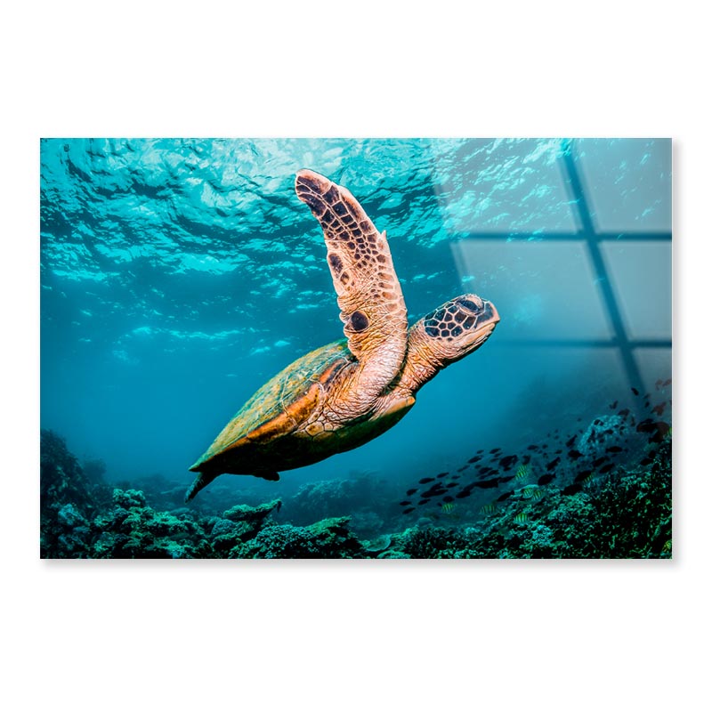 Graceful Swimming Sea Turtle Acrylic Glass Print Tempered Glass Wall Art 100% Made in Australia Ready to Hang