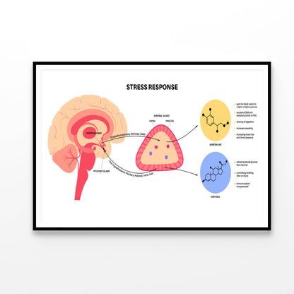 Stress Response System Home Decor Premium Quality Poster Print Choose Your Sizes