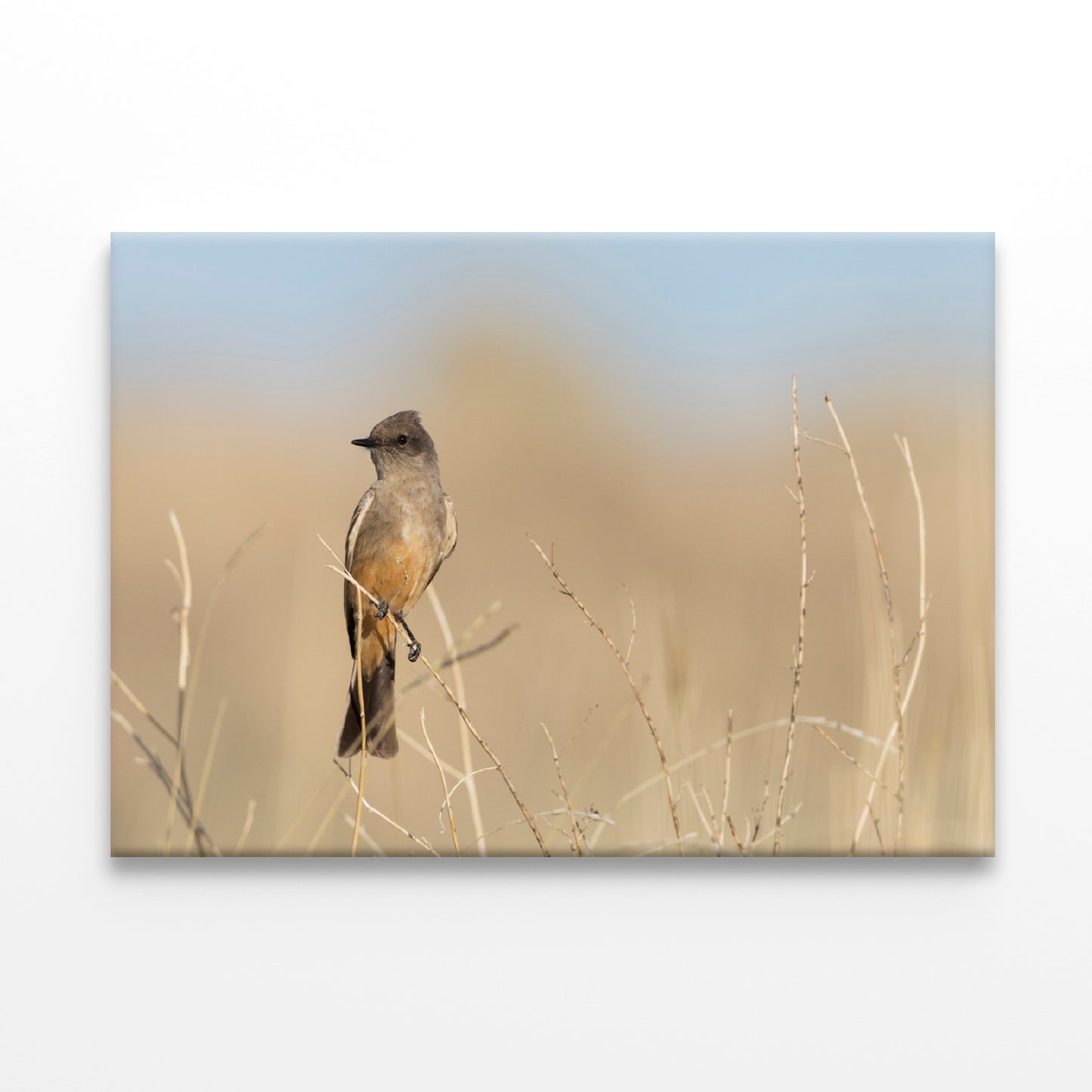 A Bird Perched On a Branch Close-up View Print 100% Australian Made