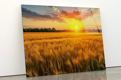 Rainbow Rural Landscape with Wheat Fields At Sunset Acrylic Glass Print Tempered Glass Wall Art 100% Made in Australia Ready to Hang