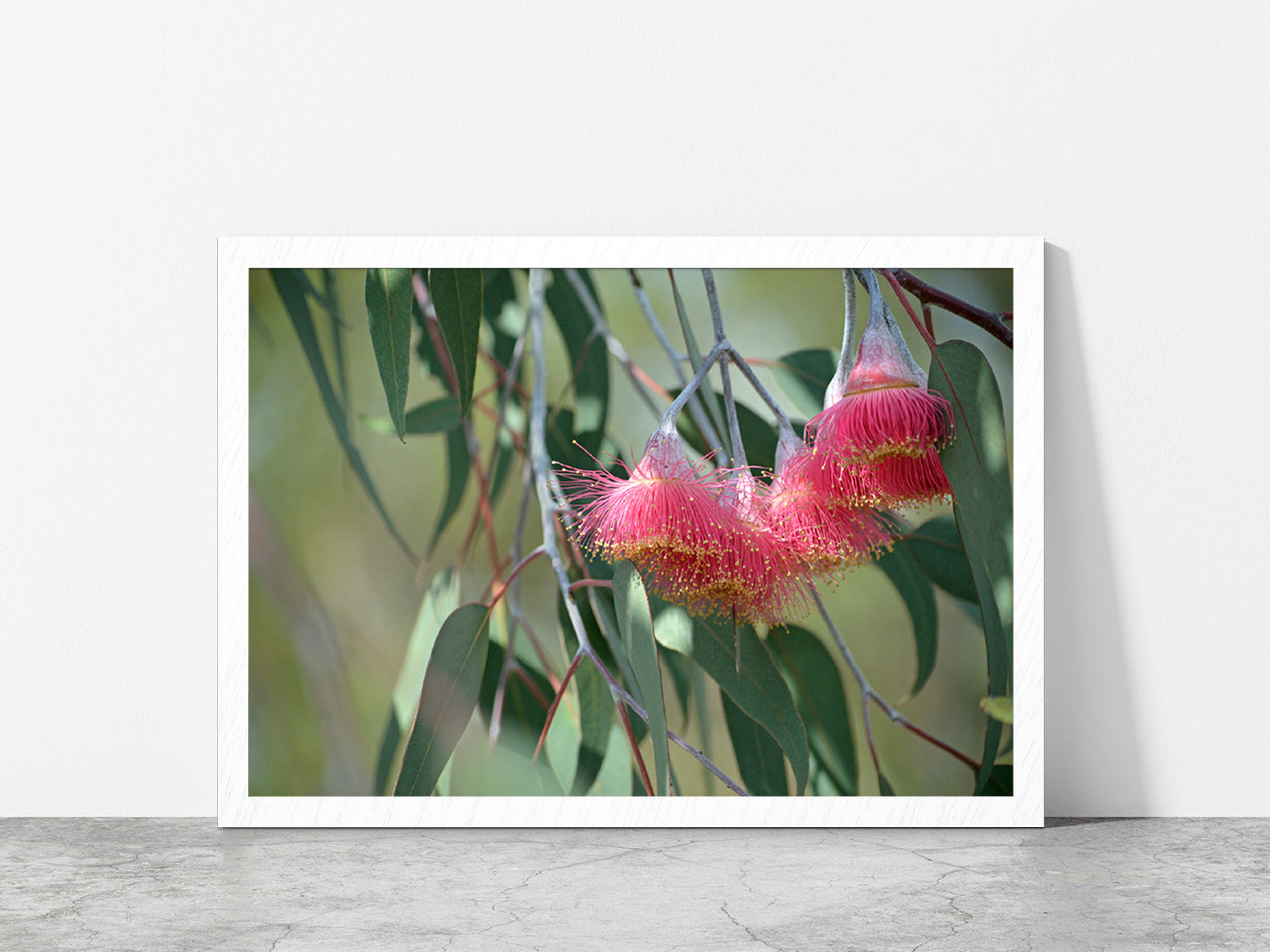 Pink Blossoms With Native Tree Glass Framed Wall Art, Ready to Hang Quality Print Without White Border White