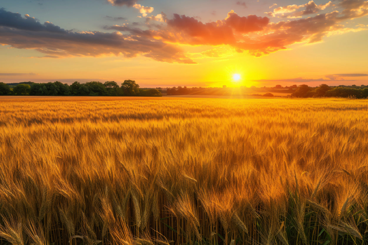 Rainbow Rural Landscape with Wheat Fields At Sunset Home Decor Premium Quality Poster Print Choose Your Sizes