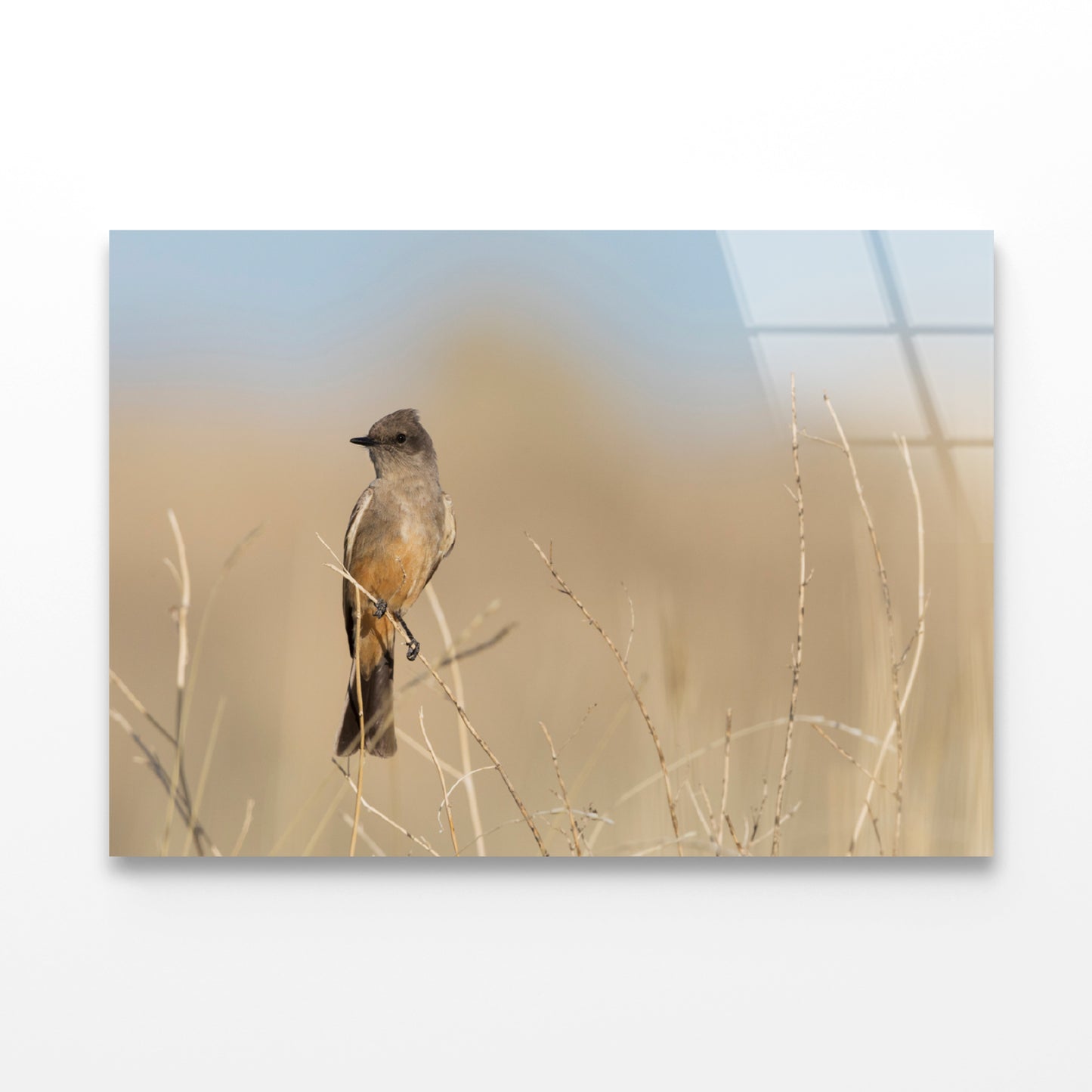 A Bird Perched On a Branch Close-up View Acrylic Glass Print Tempered Glass Wall Art 100% Made in Australia Ready to Hang