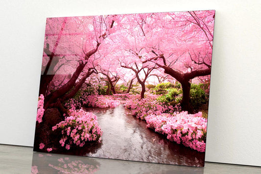 Blooming Pink Cherry Blossom Trees  Acrylic Glass Print Tempered Glass Wall Art 100% Made in Australia Ready to Hang