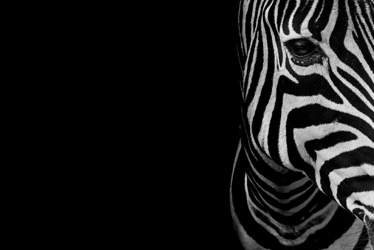 Half Face of Zebra with Black Print 100% Australian Made