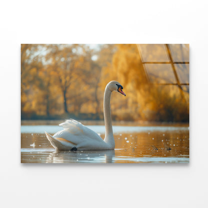 Swans on Autumn Pond View Acrylic Glass Print Tempered Glass Wall Art 100% Made in Australia Ready to Hang