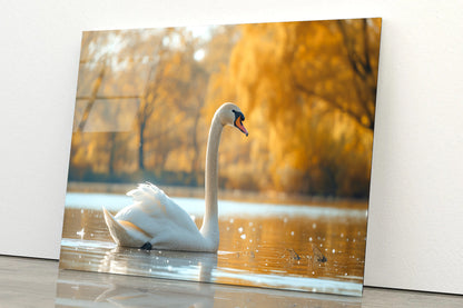 Swans on Autumn Pond View Acrylic Glass Print Tempered Glass Wall Art 100% Made in Australia Ready to Hang