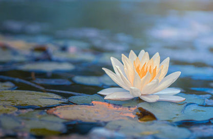 Lotus Flower on Water Photograph 90x60cm Print 100% Australian Made