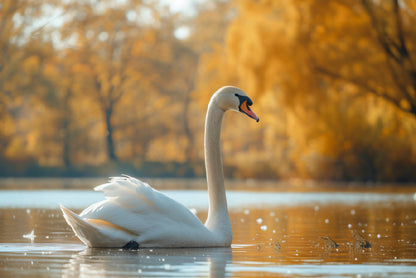 Swans on Autumn Pond View Home Decor Premium Quality Poster Print Choose Your Sizes