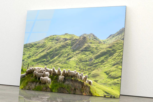 Flock Of Sheep Standing on Knoll With New Zealand Acrylic Glass Print Tempered Glass Wall Art 100% Made in Australia Ready to Hang