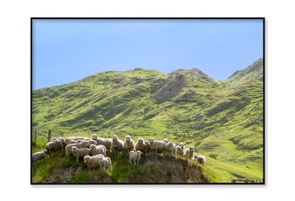 Flock Of Sheep Standing on Knoll With New Zealand Home Decor Premium Quality Poster Print Choose Your Sizes