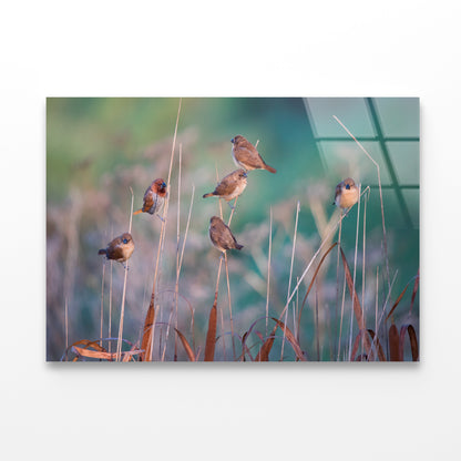 A Group of Birds Perched On a Branch View Acrylic Glass Print Tempered Glass Wall Art 100% Made in Australia Ready to Hang