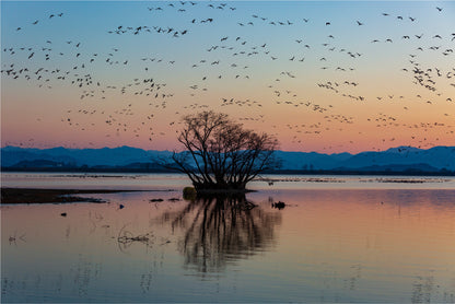 Migratory Birds Sunset Wall Art Decor 100% Australian Made