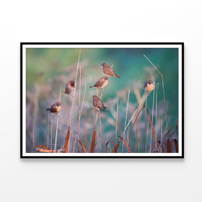 A Group of Birds Perched On a Branch View Home Decor Premium Quality Poster Print Choose Your Sizes