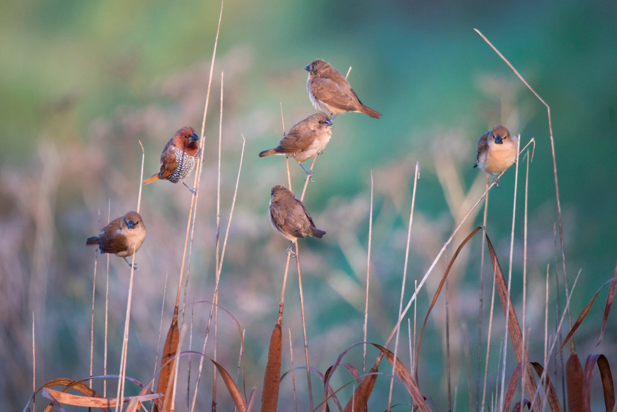 A Group of Birds Perched On a Branch View Home Decor Premium Quality Poster Print Choose Your Sizes