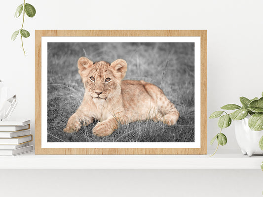 Faded Lion Cub on B&W Grass Field Photograph Glass Framed Wall Art, Ready to Hang Quality Print With White Border Oak