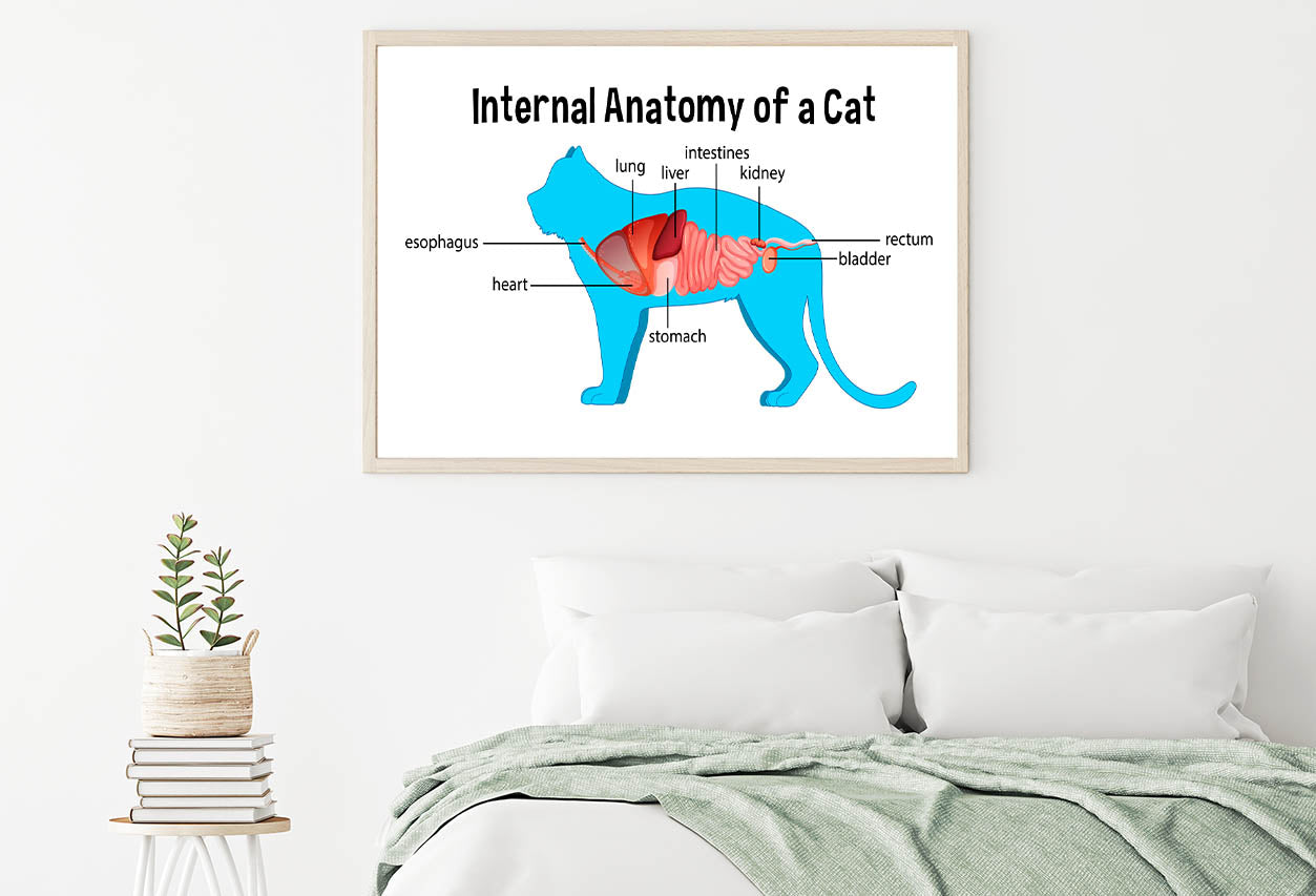 Anatomy Of a Domestic Cat Illustration Home Decor Premium Quality Poster Print Choose Your Sizes