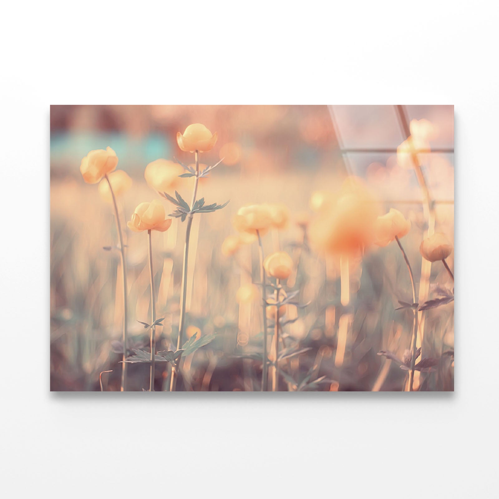 Spring or Summer Flowers Acrylic Glass Print Tempered Glass Wall Art 100% Made in Australia Ready to Hang