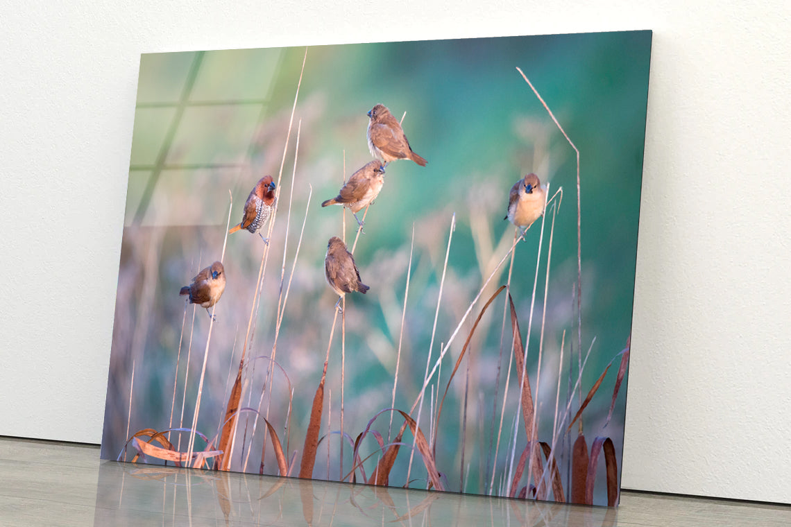 A Group of Birds Perched On a Branch View Acrylic Glass Print Tempered Glass Wall Art 100% Made in Australia Ready to Hang