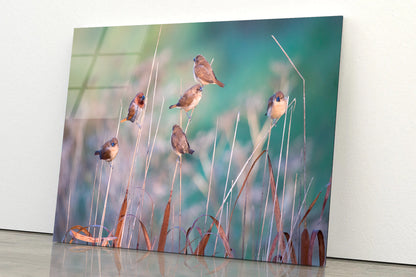 A Group of Birds Perched On a Branch View Acrylic Glass Print Tempered Glass Wall Art 100% Made in Australia Ready to Hang