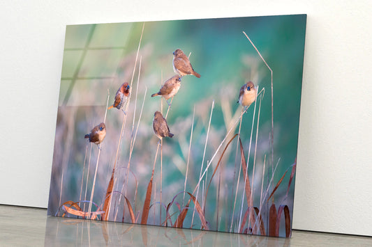 A Group of Birds Perched On a Branch View Acrylic Glass Print Tempered Glass Wall Art 100% Made in Australia Ready to Hang