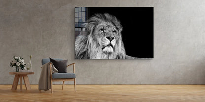 Lion Face B&W View UV Direct Aluminum Print Australian Made Quality