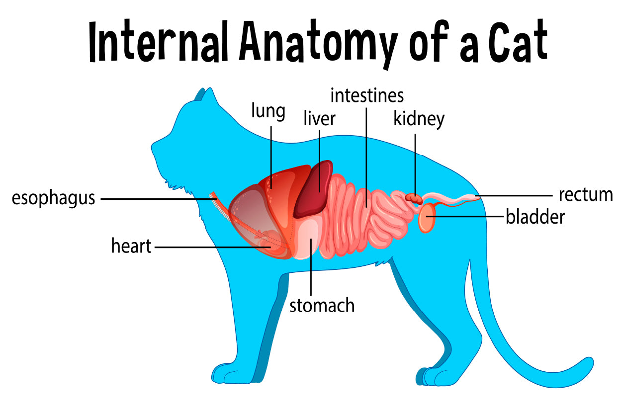 Anatomy Of a Domestic Cat Illustration Home Decor Premium Quality Poster Print Choose Your Sizes