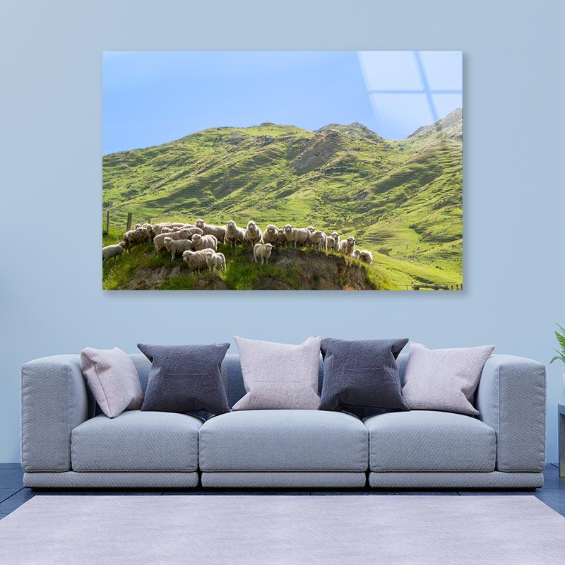 Flock Of Sheep Standing on Knoll With New Zealand Acrylic Glass Print Tempered Glass Wall Art 100% Made in Australia Ready to Hang