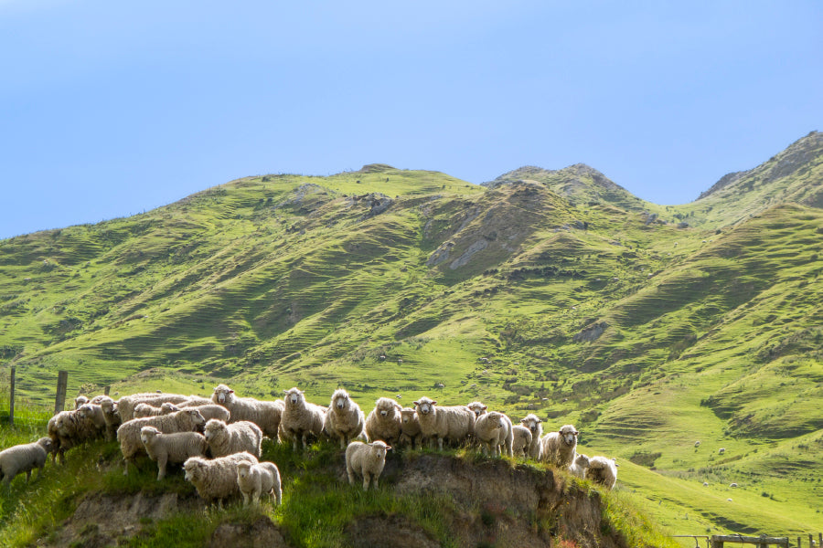 Flock Of Sheep Standing on Knoll With New Zealand Acrylic Glass Print Tempered Glass Wall Art 100% Made in Australia Ready to Hang