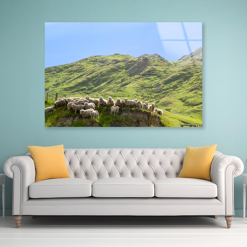 Flock Of Sheep Standing on Knoll With New Zealand Acrylic Glass Print Tempered Glass Wall Art 100% Made in Australia Ready to Hang