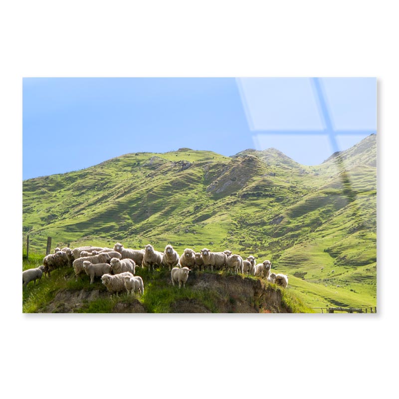 Flock Of Sheep Standing on Knoll With New Zealand Acrylic Glass Print Tempered Glass Wall Art 100% Made in Australia Ready to Hang