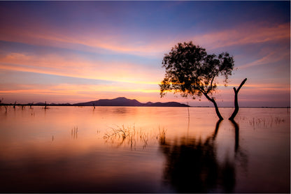 Tree and Lake in the Morning Home Decor Premium Quality Poster Print Choose Your Sizes