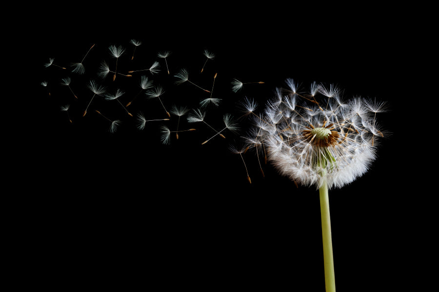 Dandelion Blowing in The Wind with A Black Wall Art Decor 100% Australian Made