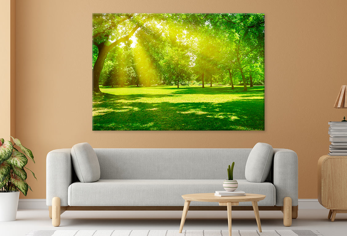 Sunrise Beam in Beautiful Park  Wall Art Decor 100% Australian Made