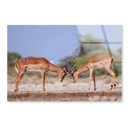 Two Fighting Male Impala Antelopes Acrylic Glass Print Tempered Glass Wall Art 100% Made in Australia Ready to Hang