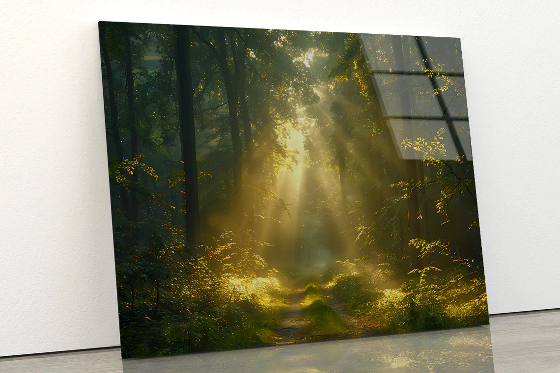 Sun Shining With Trees in a Forest Acrylic Glass Print Tempered Glass Wall Art 100% Made in Australia Ready to Hang